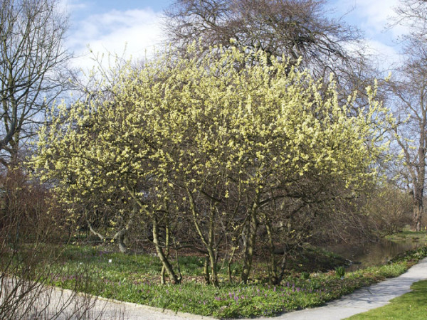 Salix aurita, Ohrweide