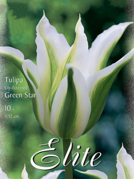Lilienblütige Tulpe &#039;Green Star&#039; (Art.Nr. 595461)