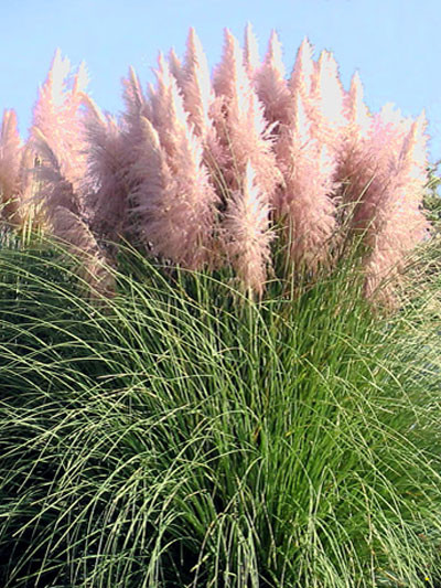 Cortaderia selloana &#039;Rosa Feder&#039;, Rosa Pampasgras