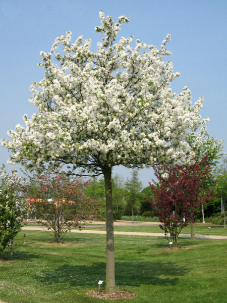 Malus Evereste, Zierapfel - Hochstamm