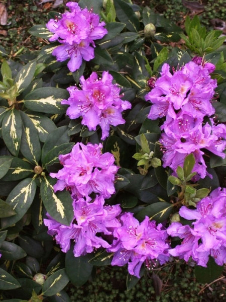 Rhododendron &#039;Goldflimmer&#039;