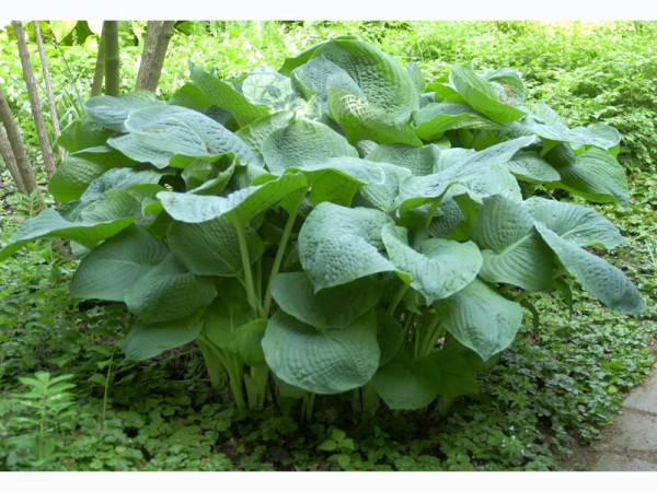 Hosta x cultorum &#039;Empress Wu&#039;, Große Garten-Funkie, Herzblatt-Lilie