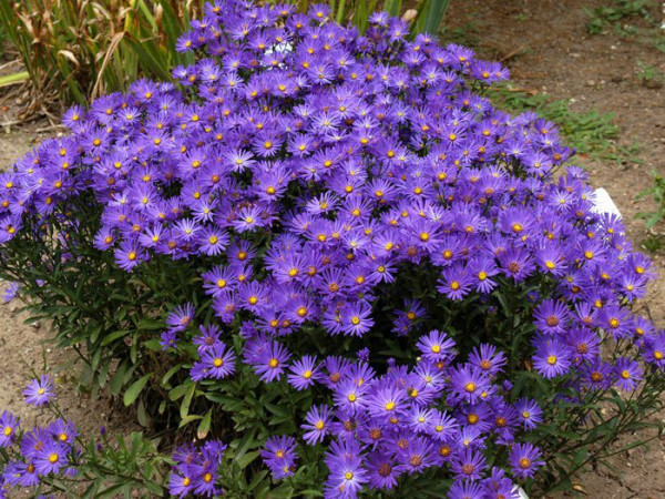 Aster amellus &#039;Veilchenkönigin&#039;, Bergaster, Amellusaster