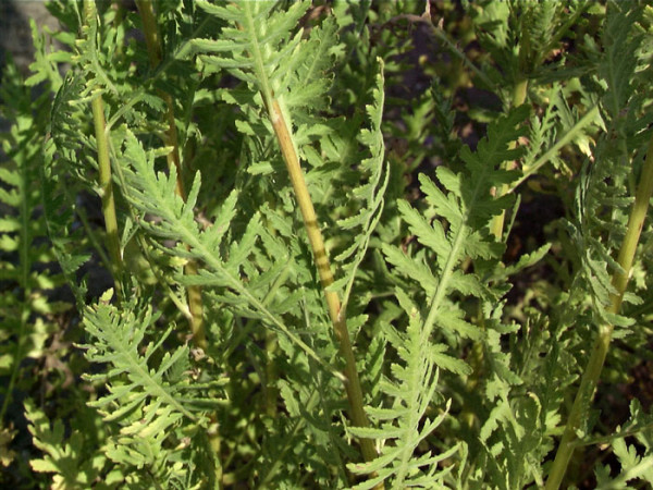 Achillea filipendulina &#039;Parker&#039;, Edel-Schafgarbe, Goldquirlgarbe