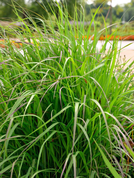 Panicum virgatum &#039;Shenandoah&#039; (M), Purpurne Ruten-Hirse