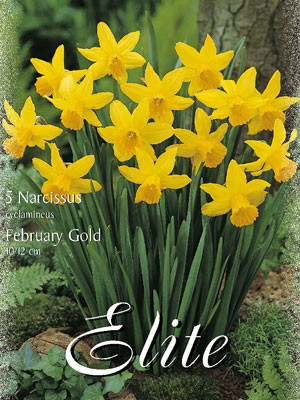 Miniatur-Narzisse &#039;February Gold&#039; (Art.Nr. 596102)