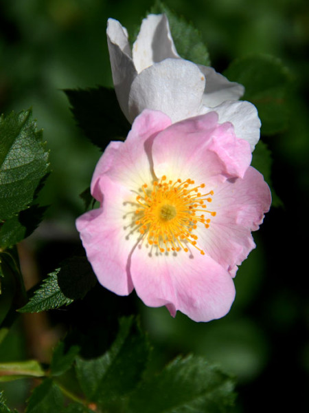 Rosa canina, Gemeine Heckenrose, Hundsrose