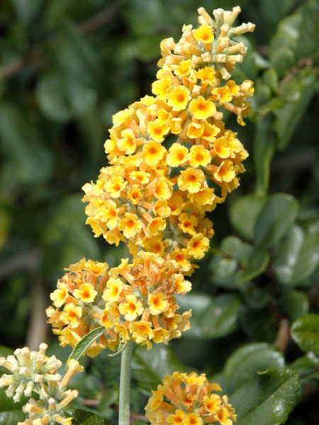 Gelbe Blüte des Sommerflieders 'Sungold'