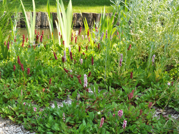 Bistorta (syn. Polygonum) affine &#039;Darjeeling Red&#039; (syn. auch Persicaria), roter Teppich-Knöterich, Wiesenknöterich