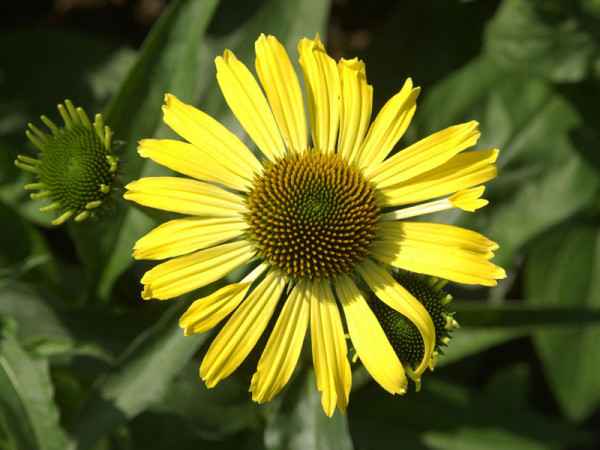 Echinacea purpurea &#039;Cleopatra&#039;, Scheinsonnenhut