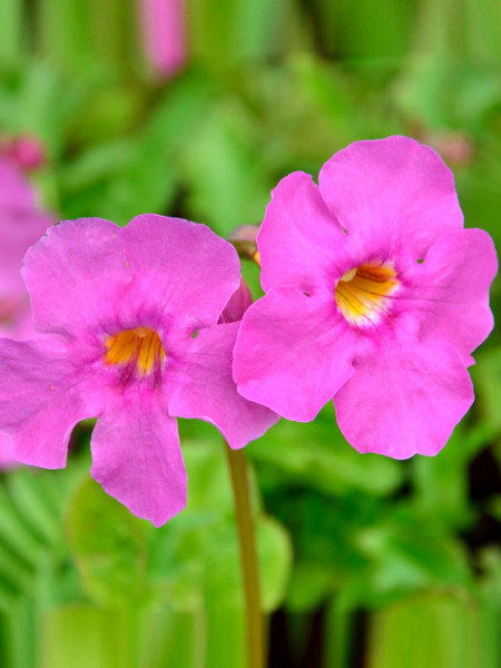 Incarvillea delavayi, Garten-Gloxinie, Freiland-Gloxinie