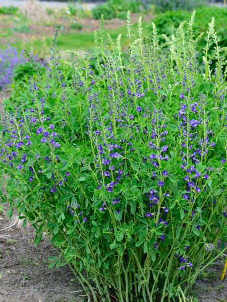 Baptisia australis, Indigolupine