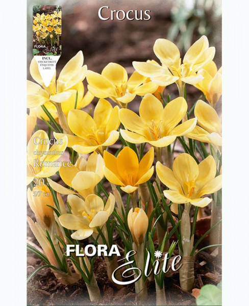 Frühjahrsblühender Krokus 'Romance' (Art.Nr. 5962150)