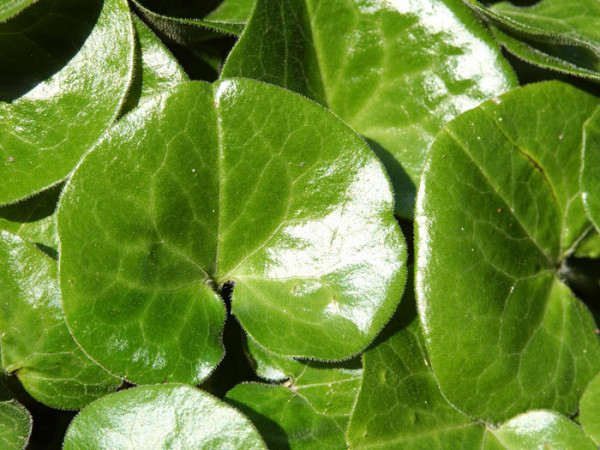 Asarum europaeum, Haselwurz, gewöhnliche Haselwurz