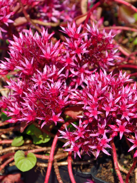 Sedum Spurium Fuldaglut Kaukasische Teppichfetthenne