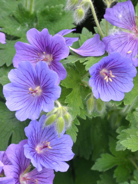 Geranium magnificum &#039;Rosemoor&#039;, Pracht-Storchschnabel, Großer Gartenstorchschnabel