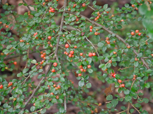 Cotoneaster divaricatus, Sparrige Zwergmispel