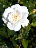 Rose Petticoat ® - Kordes