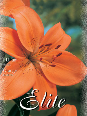 Asiatische Lilien-Hybride &#039;Orange&#039;, Lilium (Art.Nr. 521664)