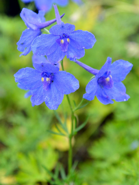 Delphinium grandiflorum &#039;Blauer Zwerg&#039;, Zwergrittersporn