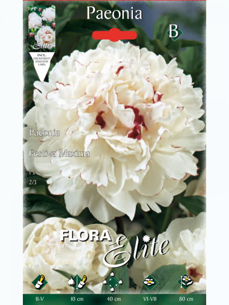 Pfingstrose 'Festiva Maxima', Paeonia (Art.Nr. 5219020)
