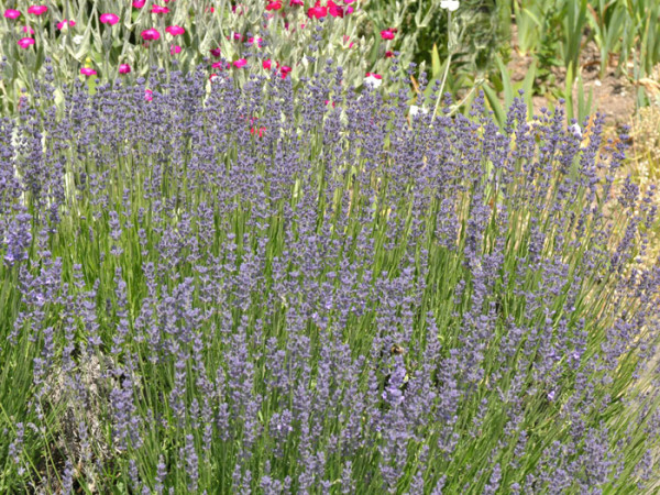 Lavandula angustifolia 'Dwarf Blue'