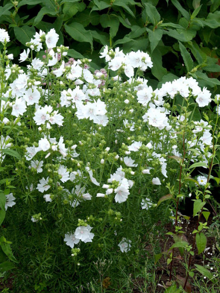 Malva moschata &#039;Alba&#039;, Weiße Moschus-Malve