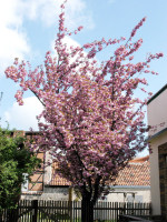 Prunus serrulata 'Kanzan', Nelkenkirsche