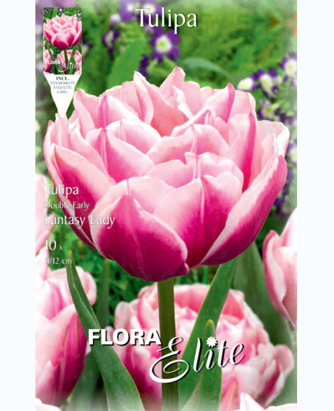 Gefüllte frühe Tulpe &#039;Fantasy Lady&#039; (Art.Nr. 5951545)