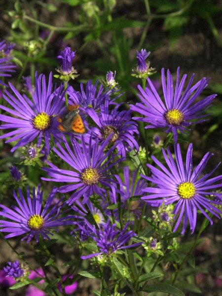 Aster amellus &#039;Veilchenkönigin&#039;, Bergaster, Amellusaster