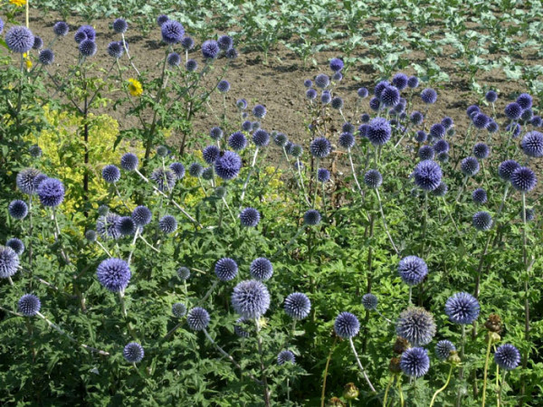 Echinops ritro, Kugeldistel, ruthenische Kugeldistel