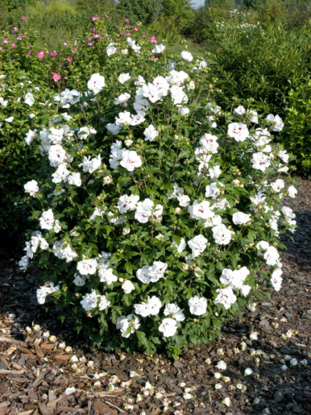 Hibiscus syriacus &#039;Speciosus&#039;, Hibiskus, Garteneibisch