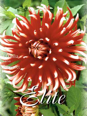 Kaktus-Dahlie &#039;Friquolet&#039;, Dahlia (Art.Nr. 520020)