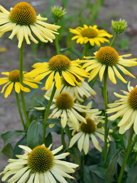 Echinacea purpurea &#039;Cleopatra&#039;, Scheinsonnenhut