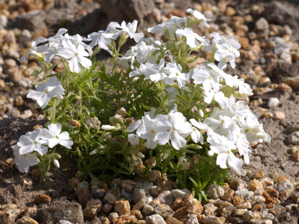 Phlox subulata &#039;White Delight&#039;, Polster-Phlox, Teppich-Phlox, Teppich-Flammenblume