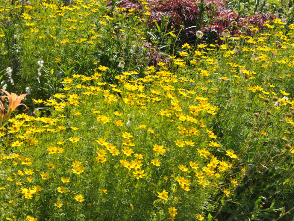 Coreopsis verticillata &#039;Zagreb&#039; (M), Quirlblättriges Schönauge, Netzblattstern