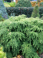 Tsuga canadensis 'Jeddeloh', Zwerg-Hemlocktanne