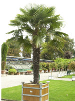 Trachycarpus fortunei, Fächerpalme, Hanfpalme