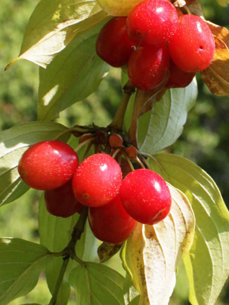 Frucht der Kornelkirsche 'Jolico'