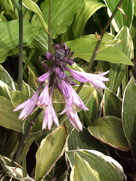 Hosta x fortunei &#039;Francee&#039;, Garten-Funkie, Weißrand-Funkie, Herzblatt-Lilie