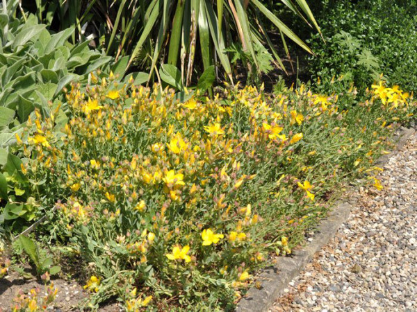 Hypericum polyphyllum &#039;Grandiflorum&#039;, Polster-Johanniskraut, Zwerg-Johanniskraut