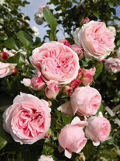 Rose Giardina mit nostalgischer Blüte