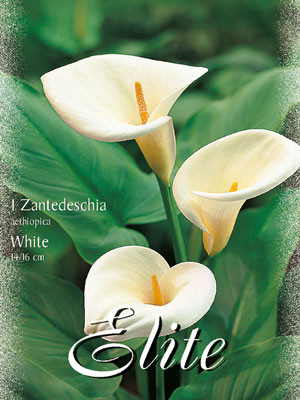 Calla &#039;Aethiopica&#039;, Zantedeschia (Art.Nr. 597420)