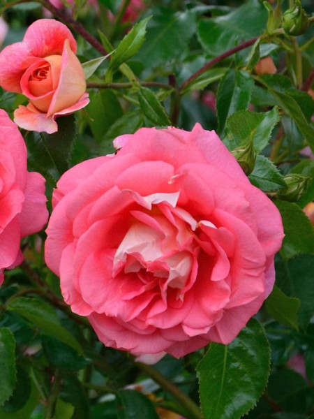 Blüten der Rose Sommersonne