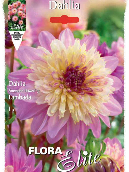 Anemonenblütige Dahlie &#039;Lambada&#039;, Dahlia (Art.Nr. 520649)