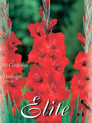 Großblumige Gladiole &#039;Mascagni&#039;, Gladiolus (Art.Nr. 521278)