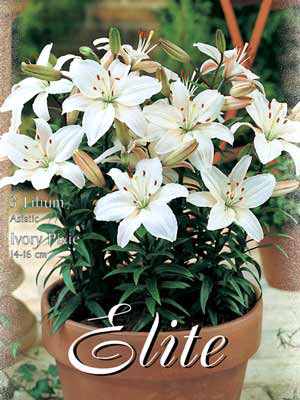 Topf- und Beet-Lilie &#039;Ivory Pixie&#039;, Lilium (Art.Nr. 521778)