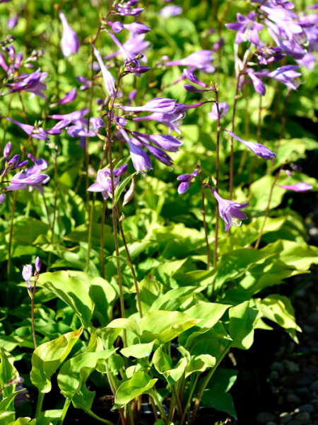 Hosta minor, Zwergfunkie, kleine Herzblattlilie