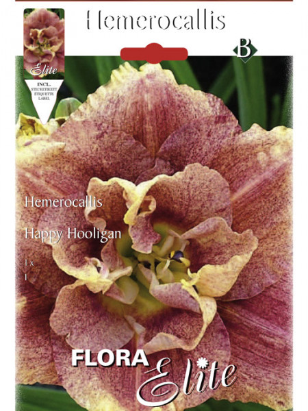 Taglilie &#039;Happy Hooligan&#039;, Hemerocallis (Art.Nr. 521452)