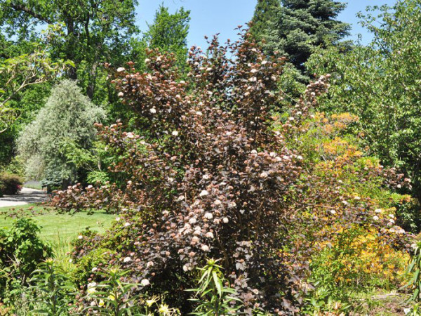 Rote Blasenspiere Diabolo Blumenbeet